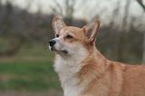 CORGI PEMBROKE 1439